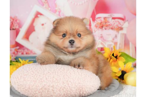 販売中の千葉県のポメラニアン-388312の3枚目